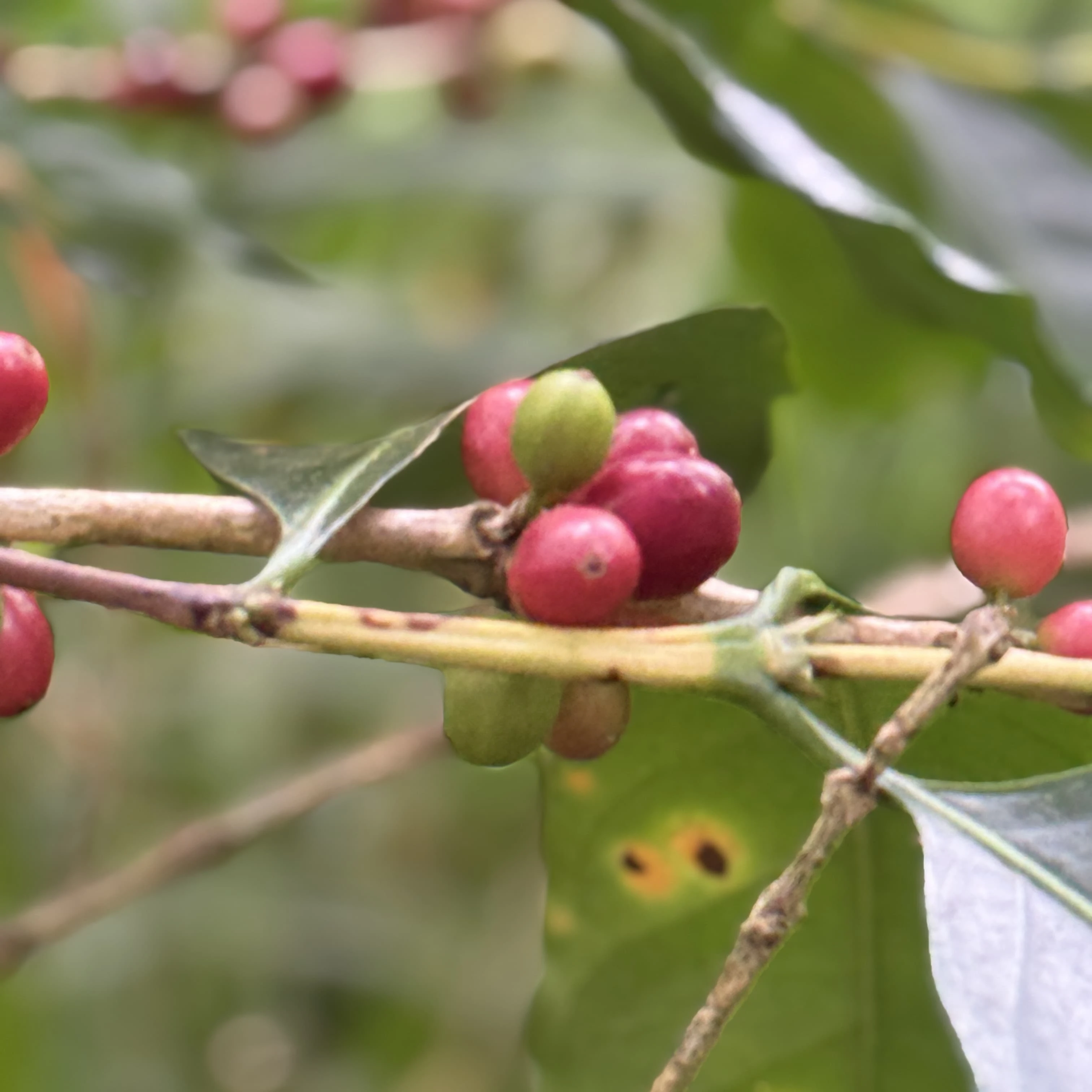 Jelajah Kopi Tawangmangu
