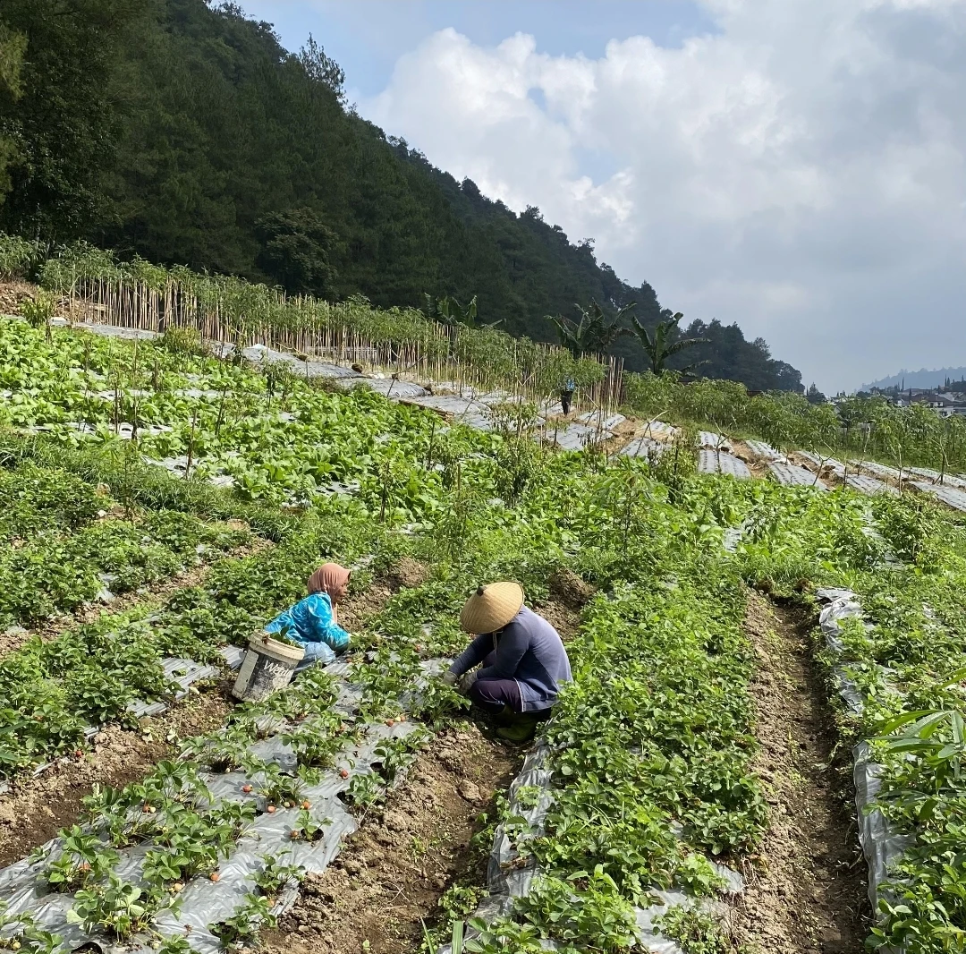 Stroberi Sekipan: Segar dari Dataran Tinggi