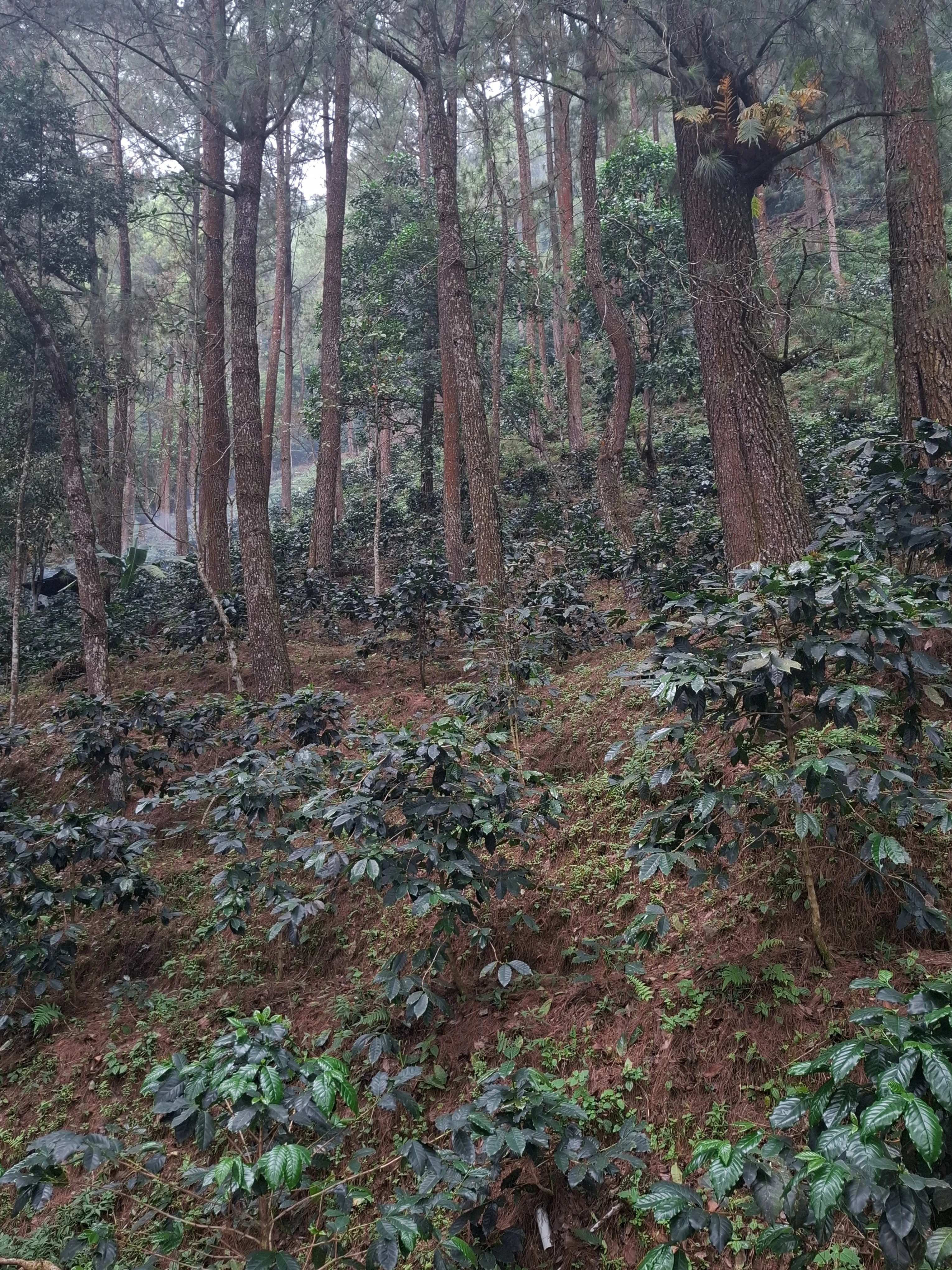 Kenapa Kopi Sekipan Istimewa ?