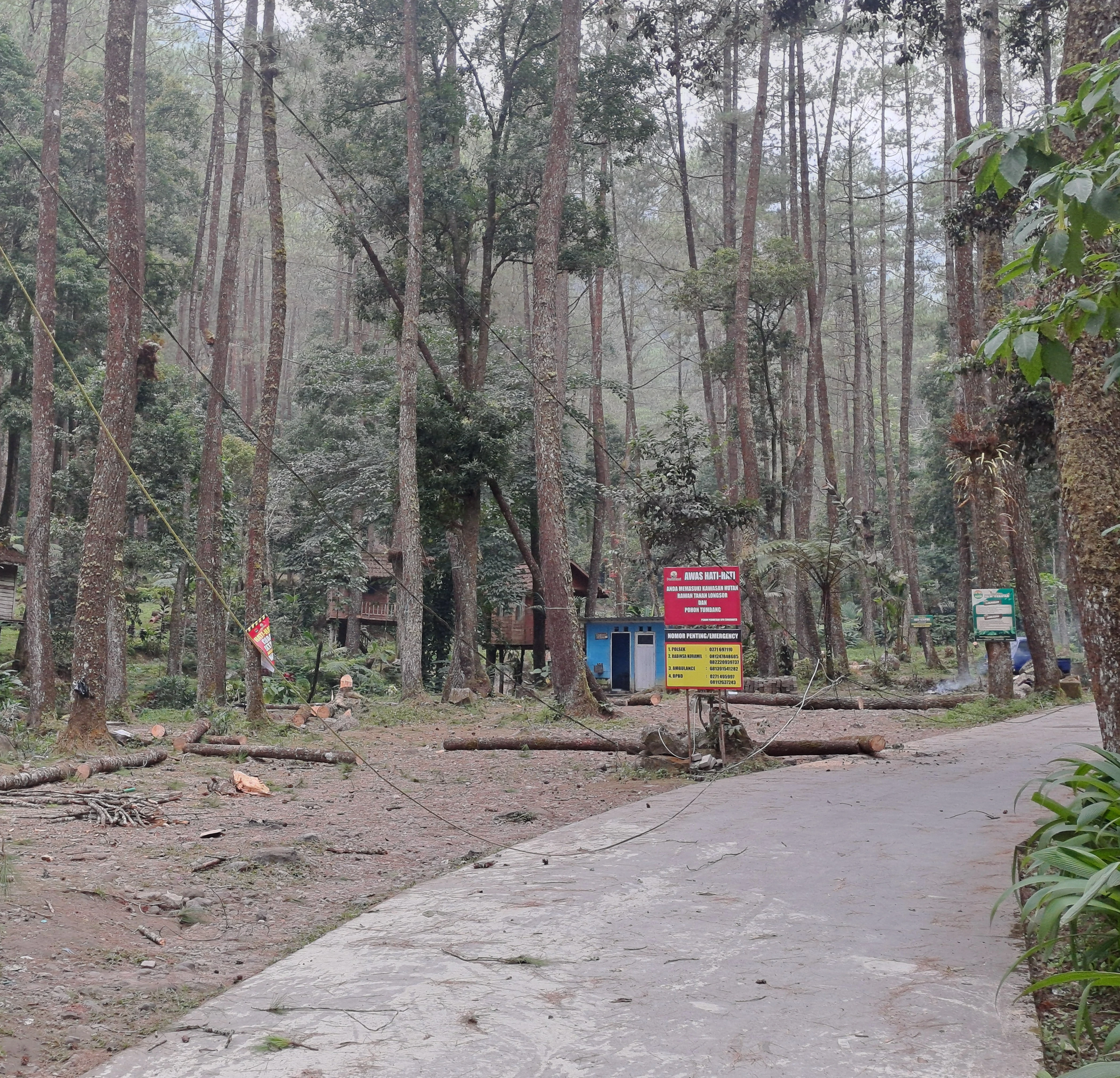 Pohon Rawan Tumbang di Sekipan Dipangkas, Wisata Hutan Pinus Ditutup Sementara